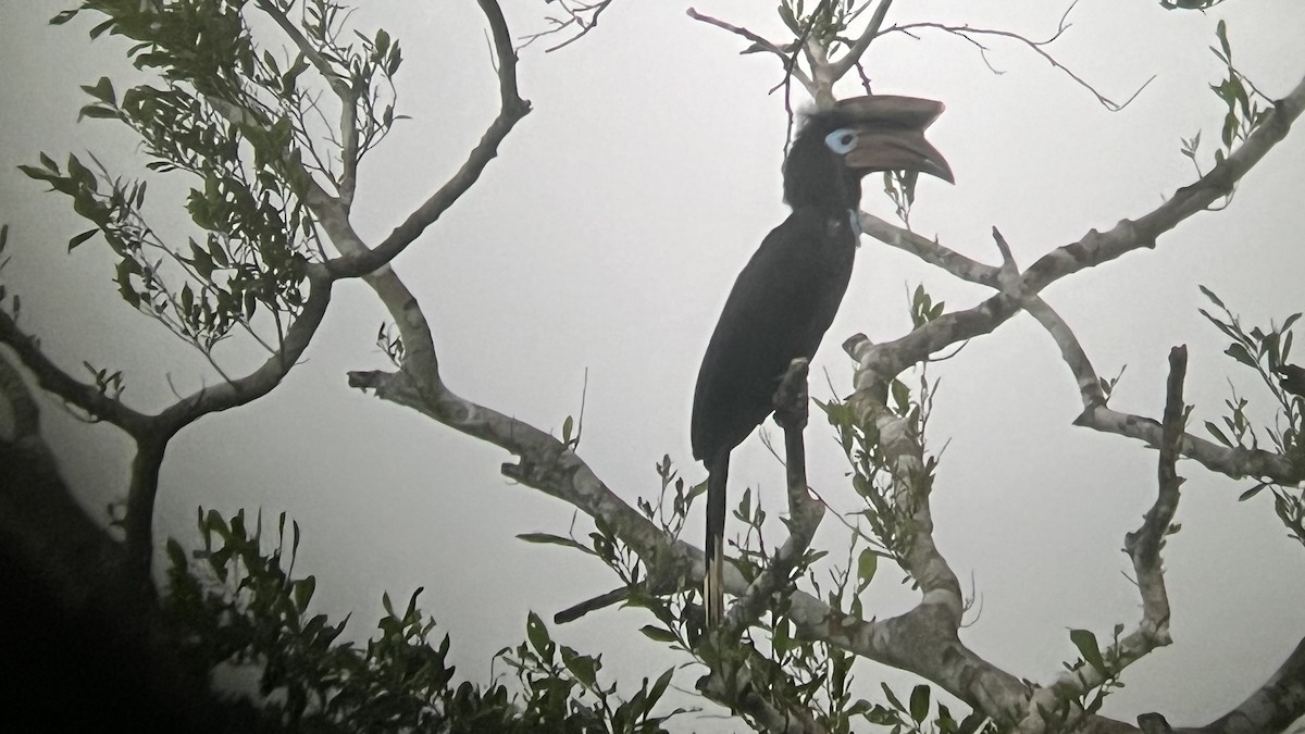 Black-casqued Hornbill - ML615822235