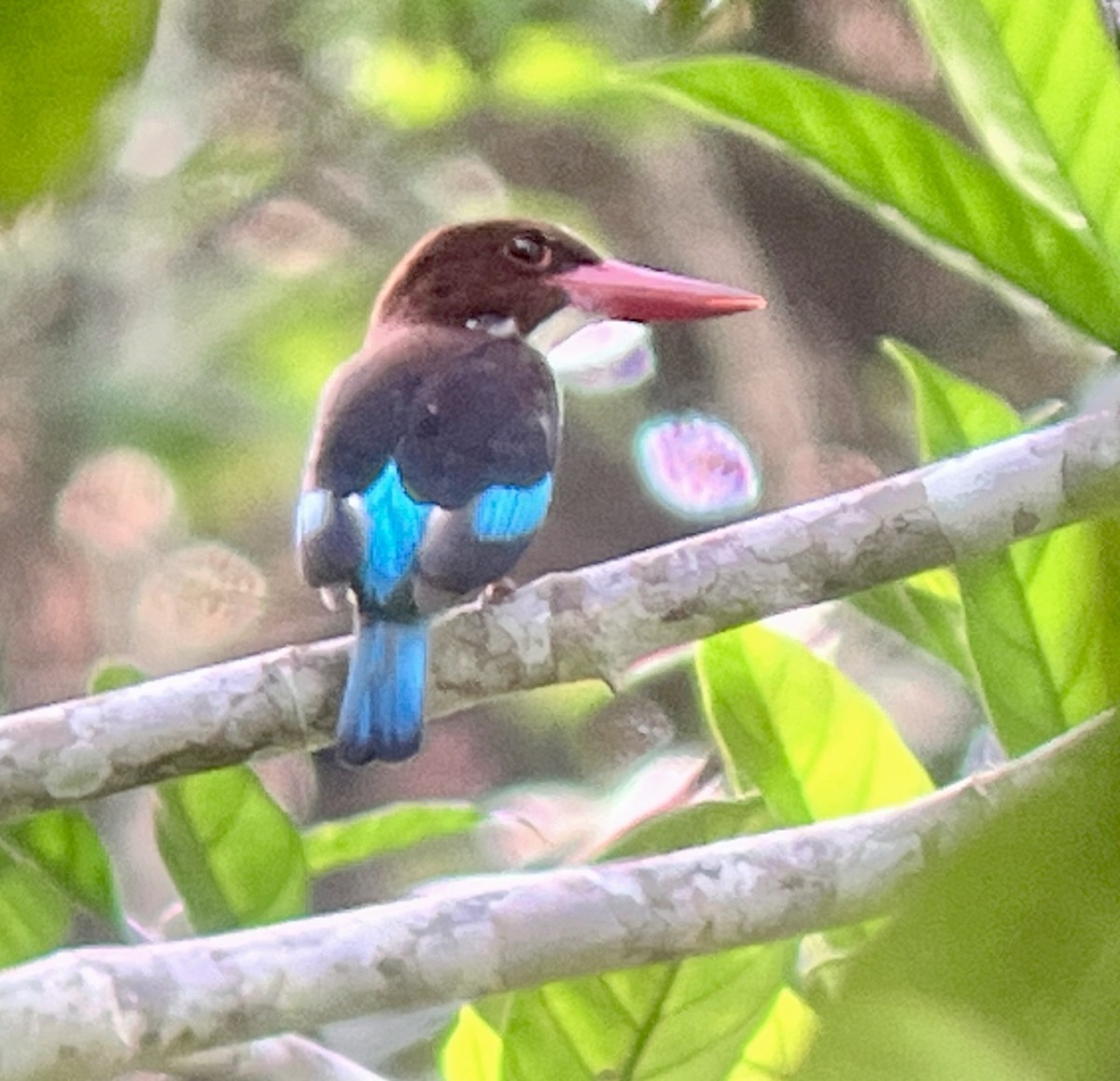 Chocolate-backed Kingfisher - ML615822293