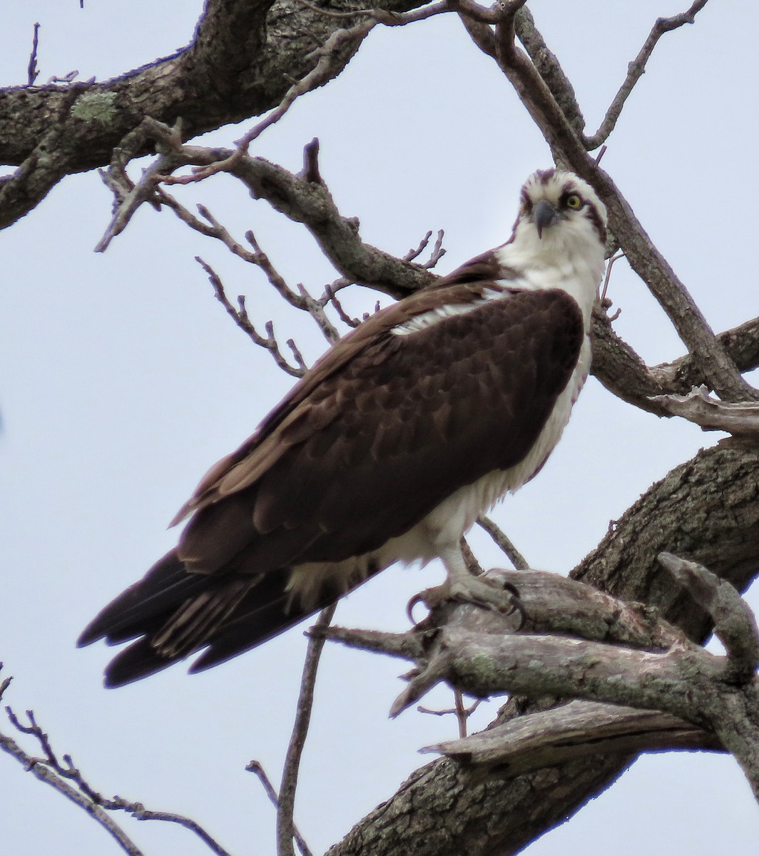 Osprey - Kelly Rogers