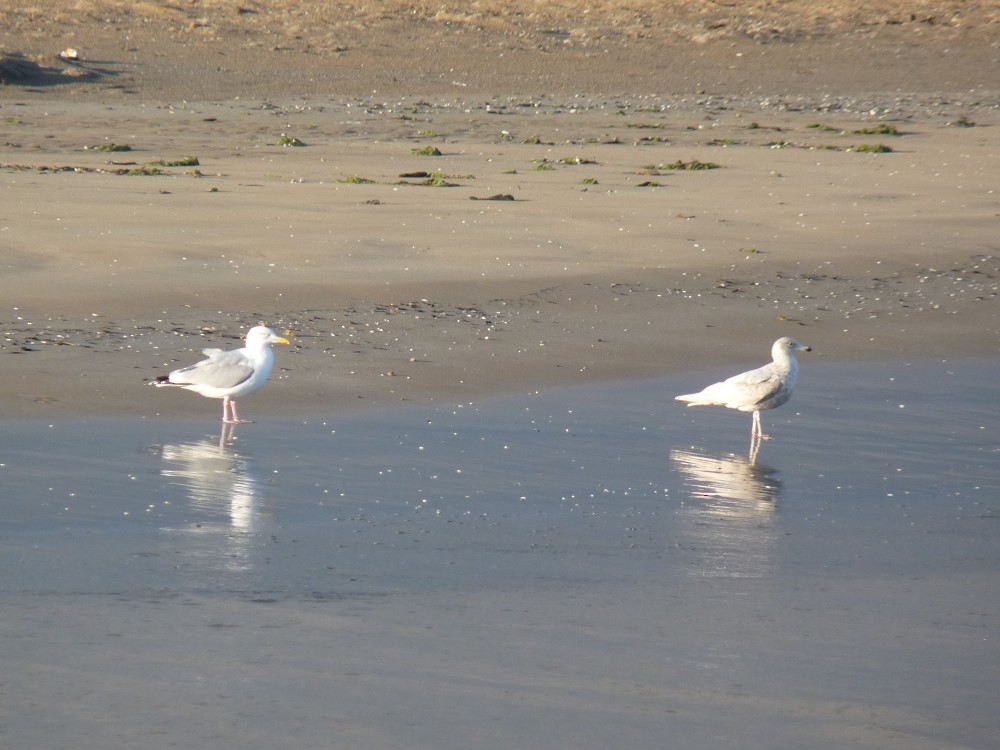 Gaviota de alas blancas sp. - ML615822329