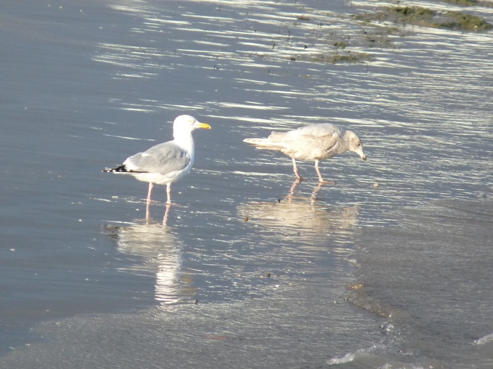 Gaviota de alas blancas sp. - ML615822332