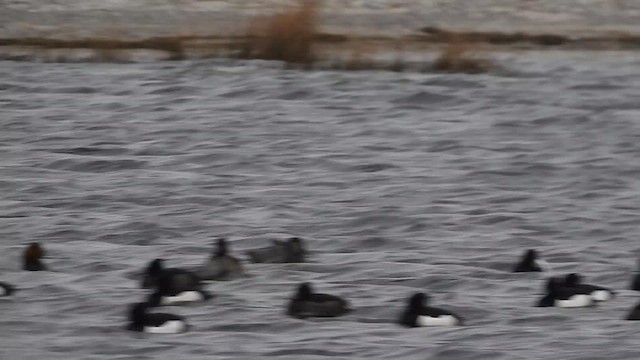 Tufted Duck - ML615822347