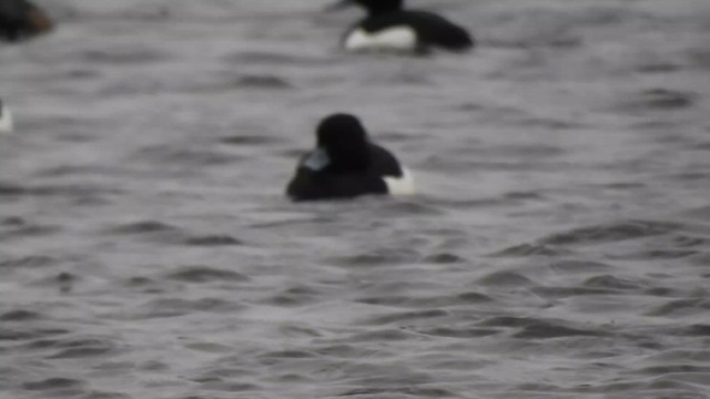 Tufted Duck - ML615822353