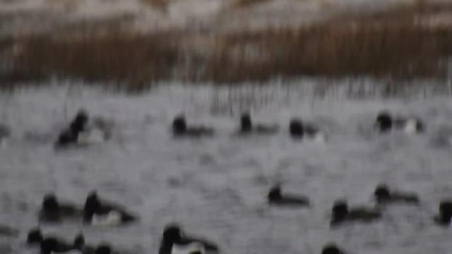 Tufted Duck - ML615822354