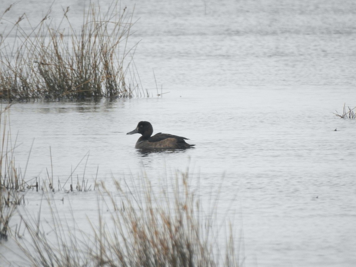 Greater Scaup - ML615822366