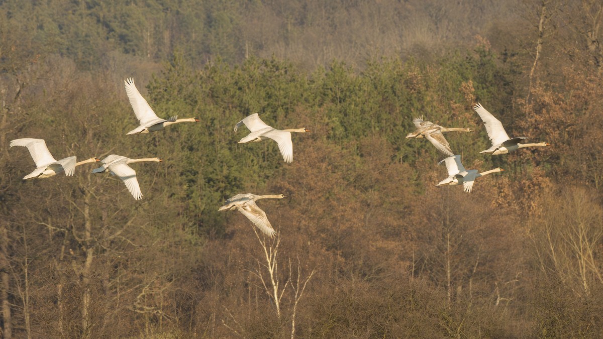 Cygne tuberculé - ML615822429