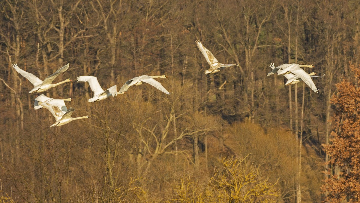 Mute Swan - ML615822430