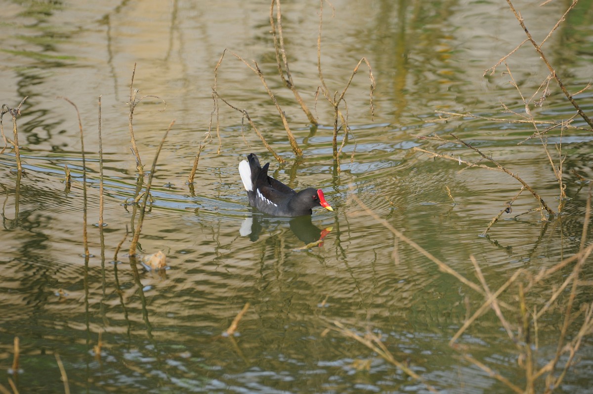 Eurasian Moorhen - ML615822443