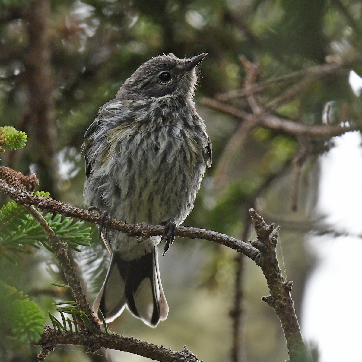 Yellow-rumped Warbler - ML615822484