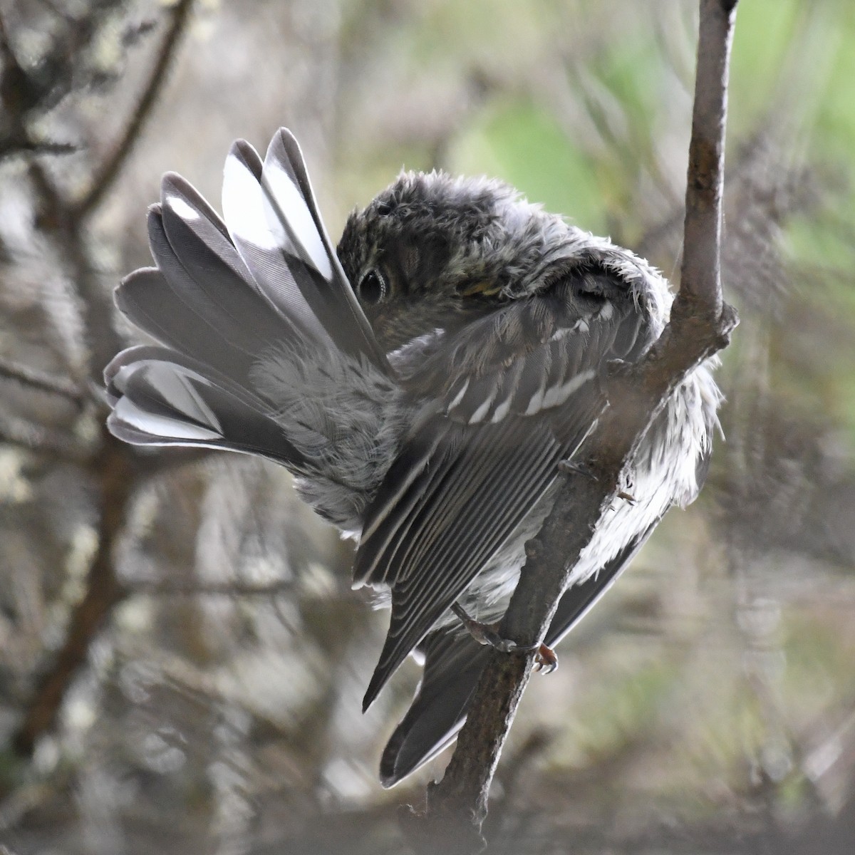 Yellow-rumped Warbler - Laura  Wolf