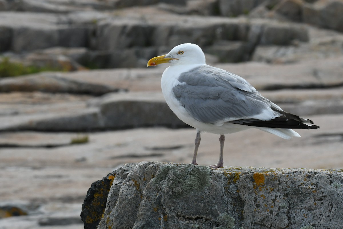 Herring Gull - ML615822490