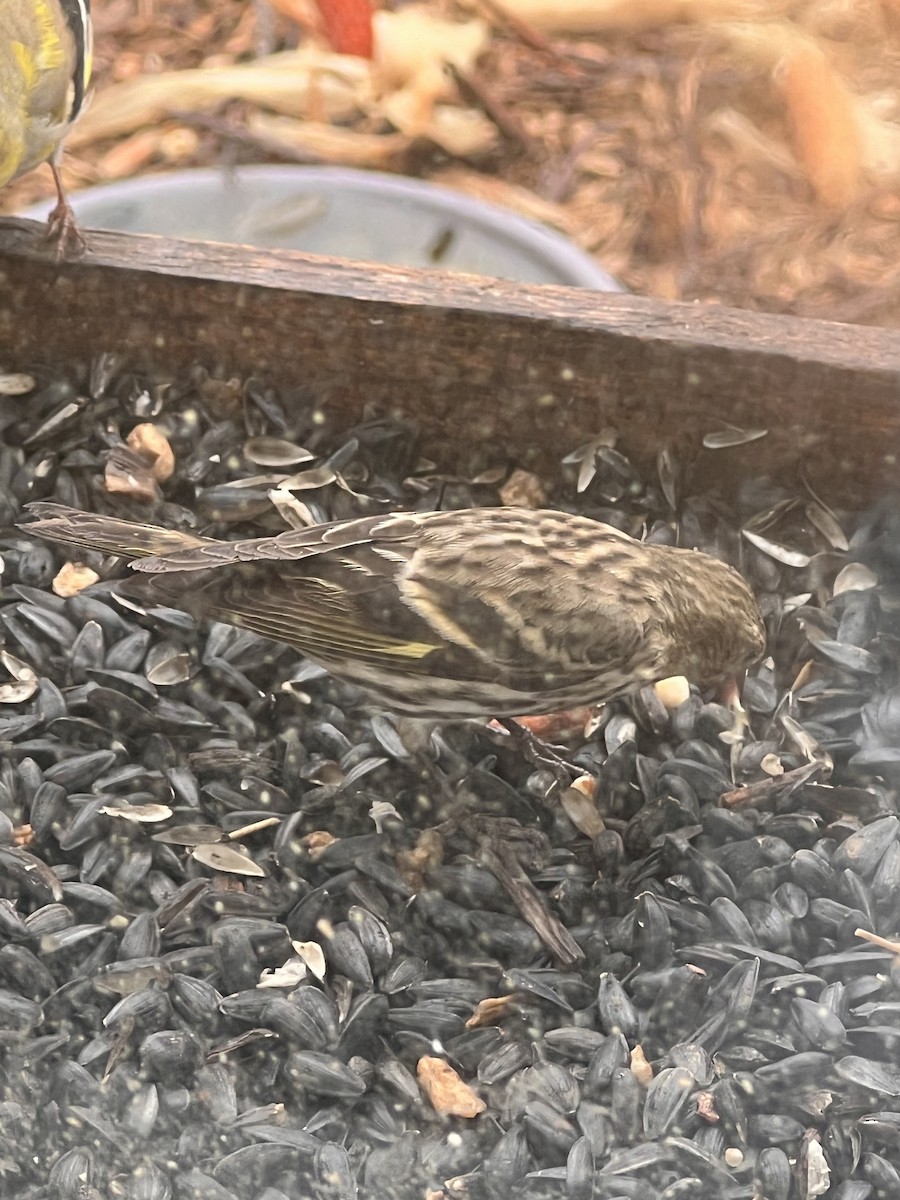 Pine Siskin - ML615822503