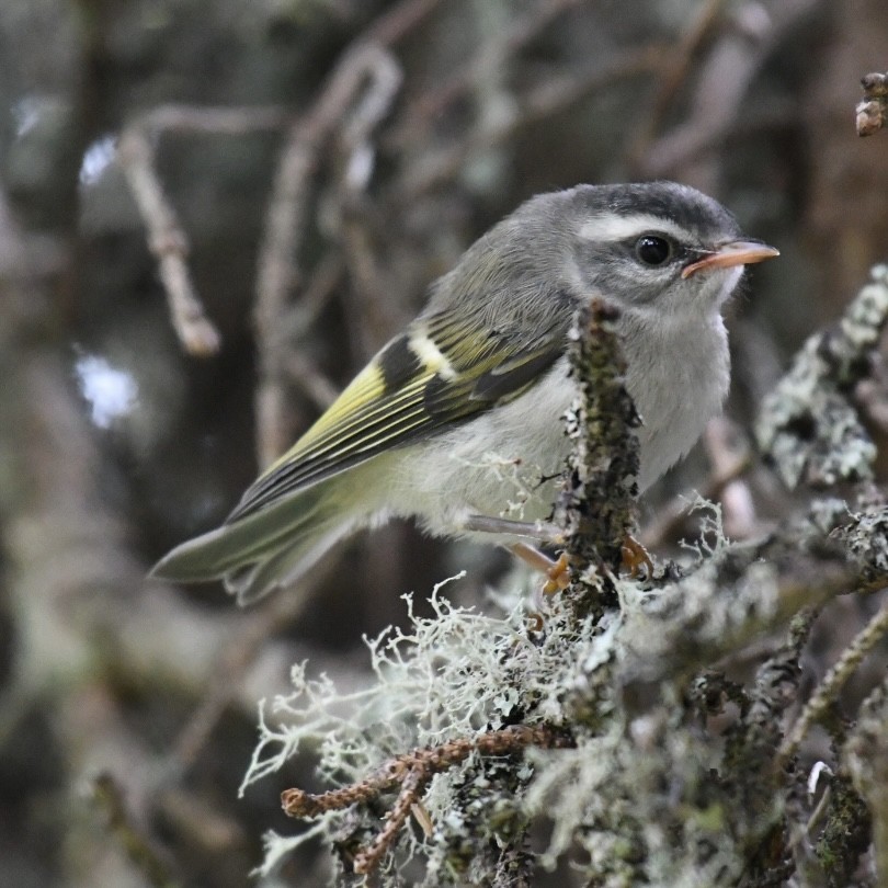 Golden-crowned Kinglet - Laura  Wolf