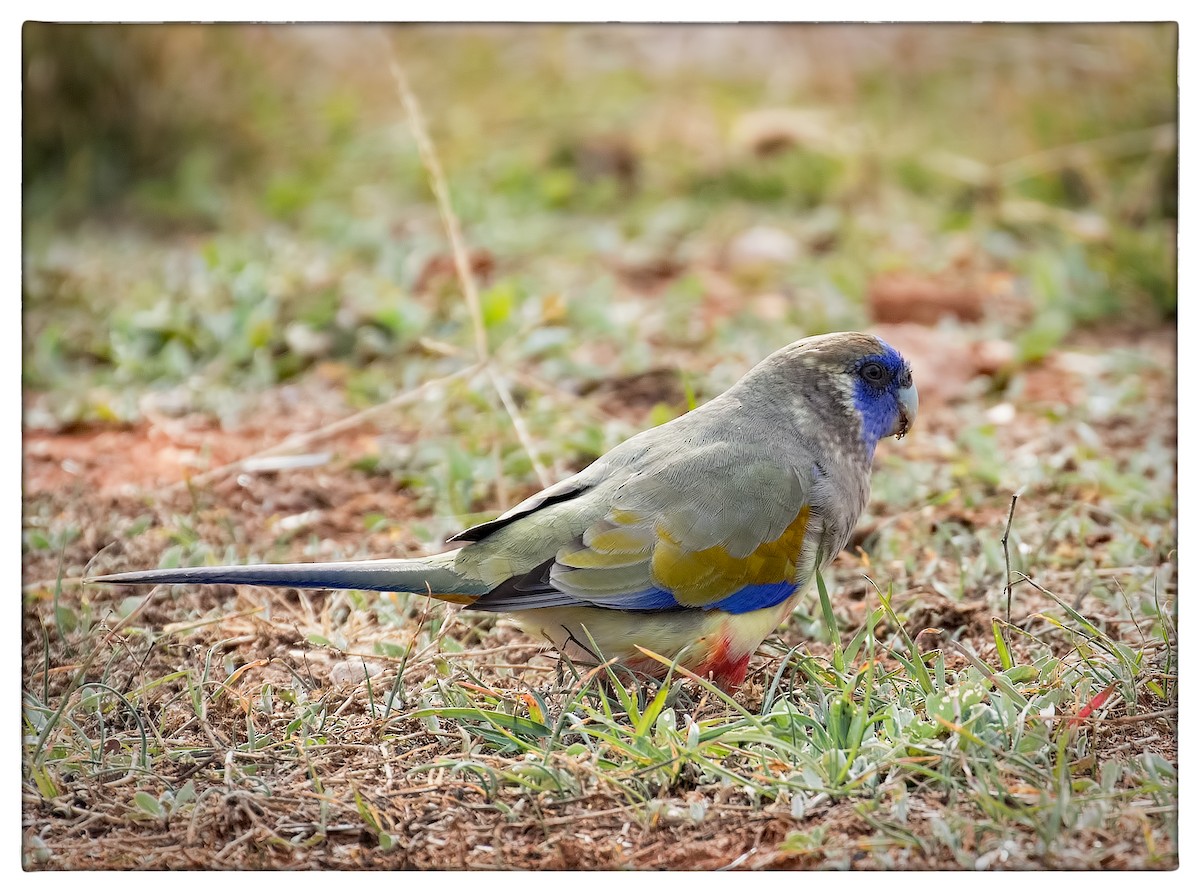 Perico Cariazul - ML61582261