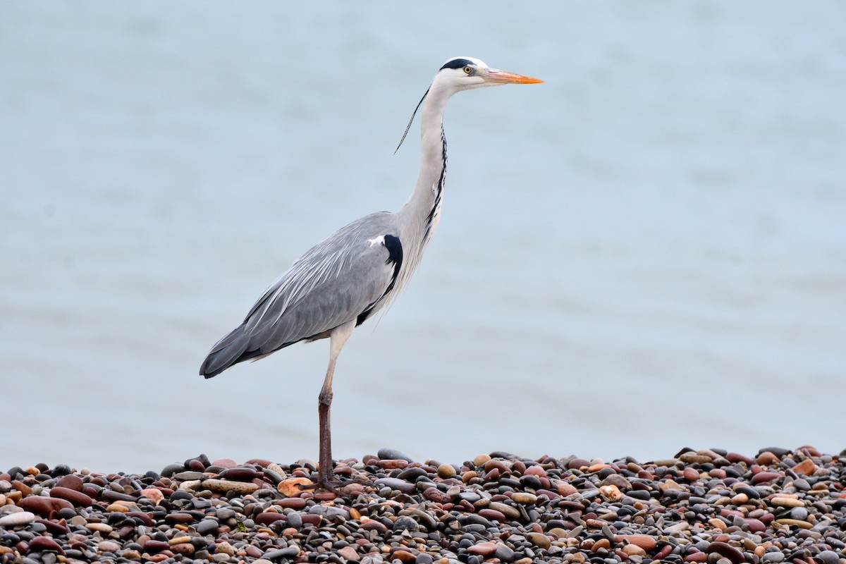 Gray Heron - Alejandro Gómez Vilches