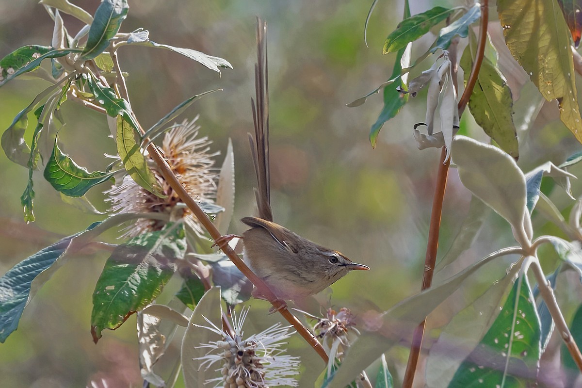 Prinia à calotte rousse - ML615822645