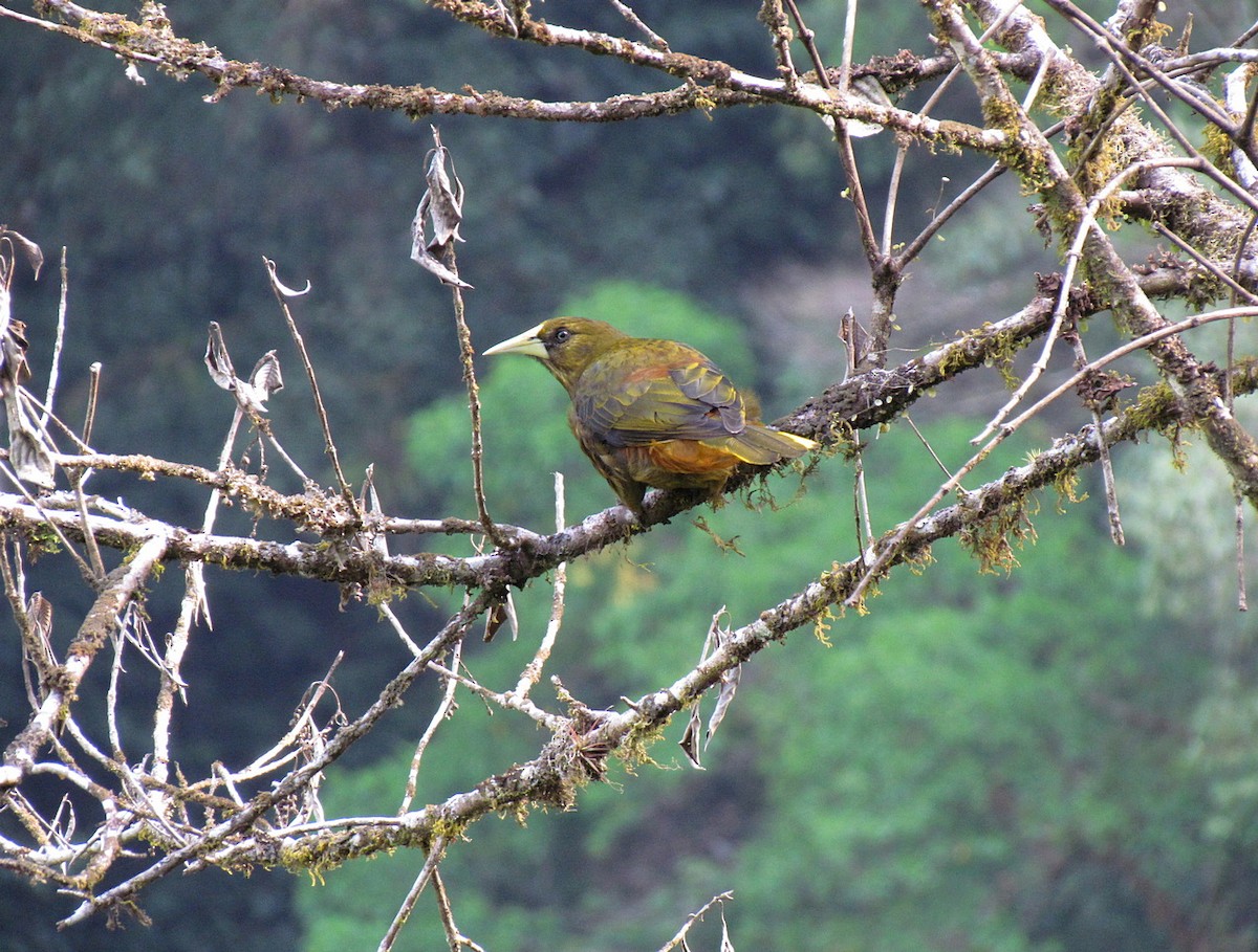 Dusky-green Oropendola - Jens Thalund