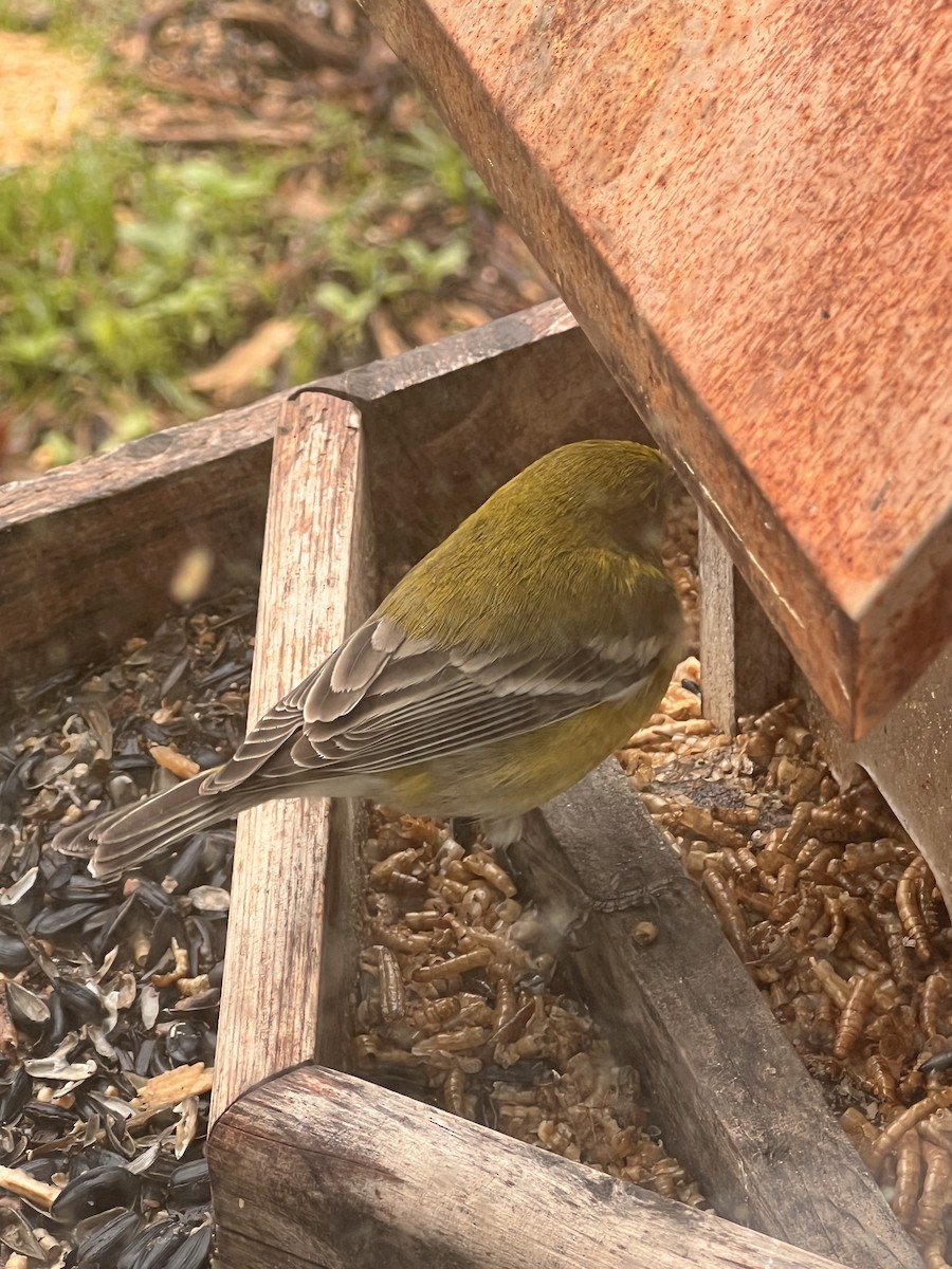 Pine Warbler - ML615822674