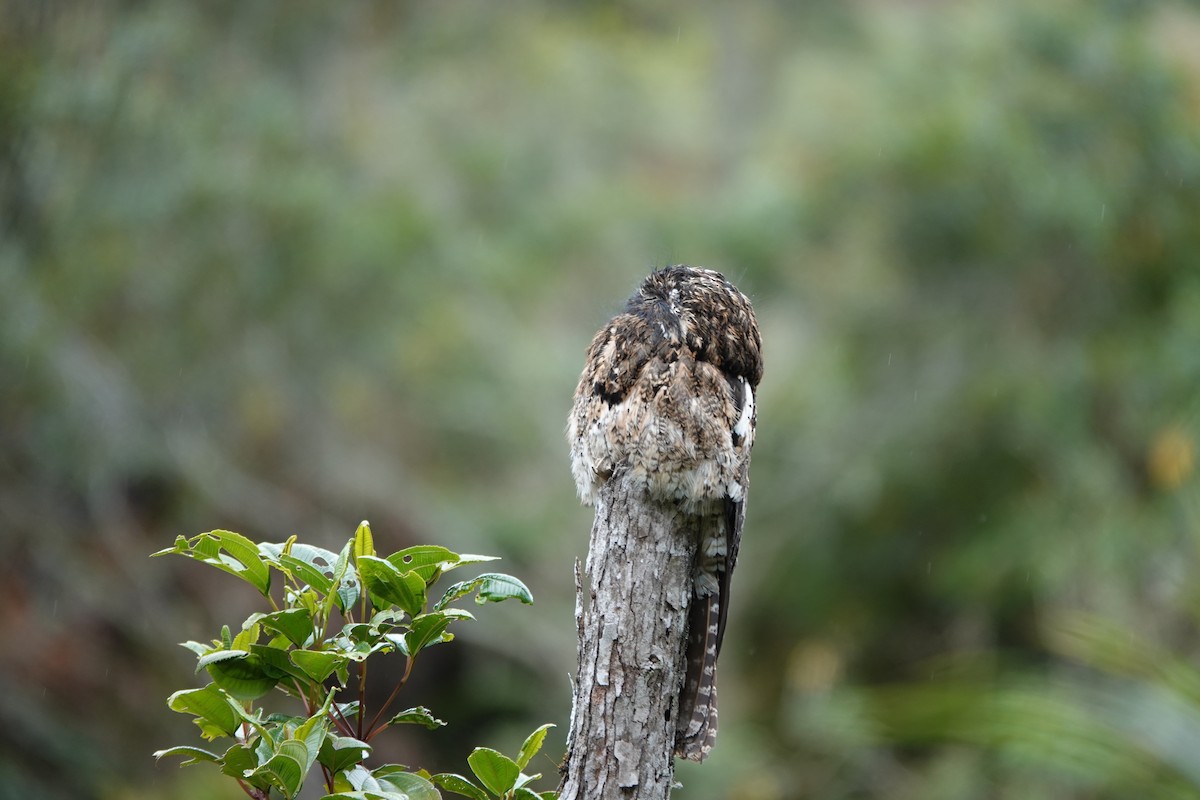 Andean Potoo - ML615822782