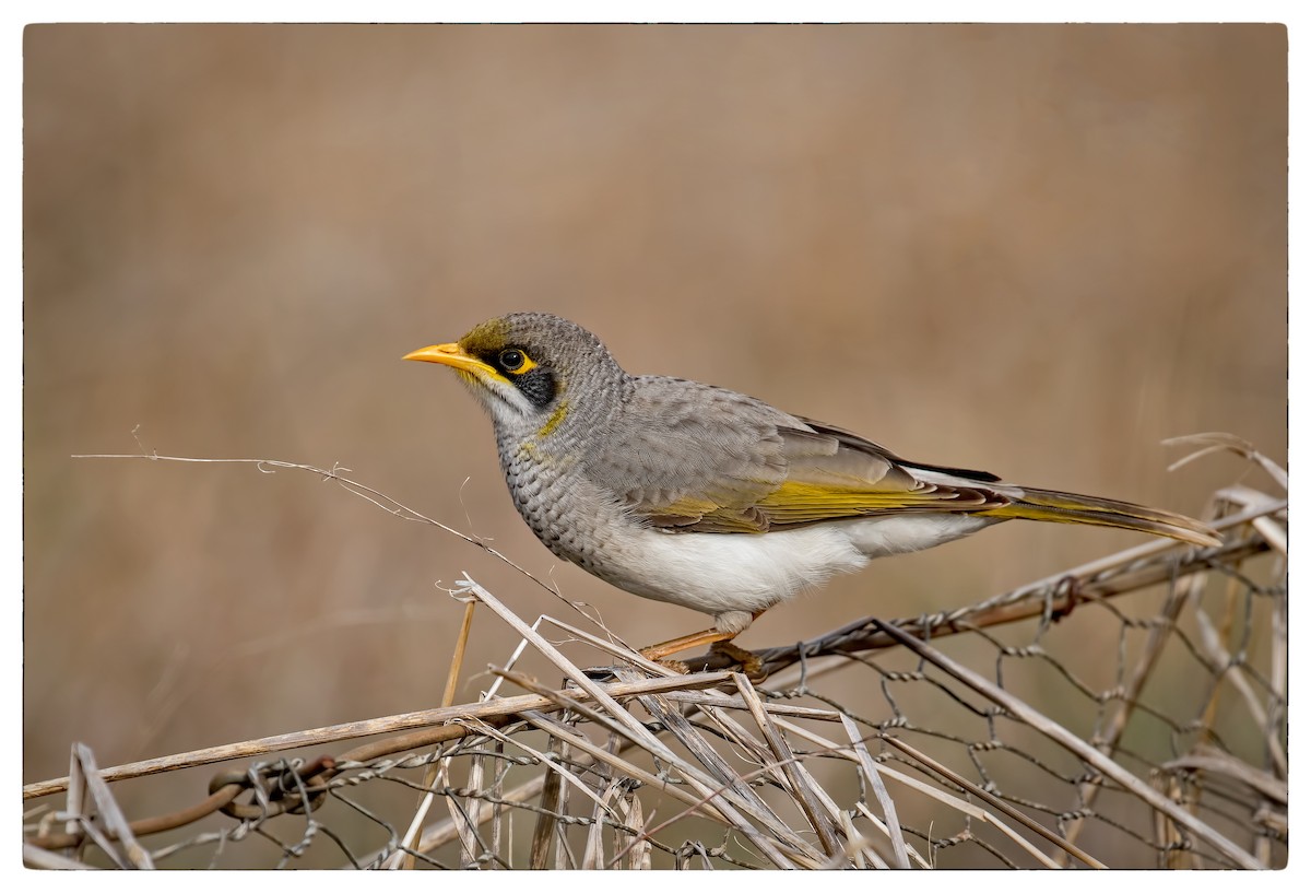 Méliphage à cou jaune - ML61582281