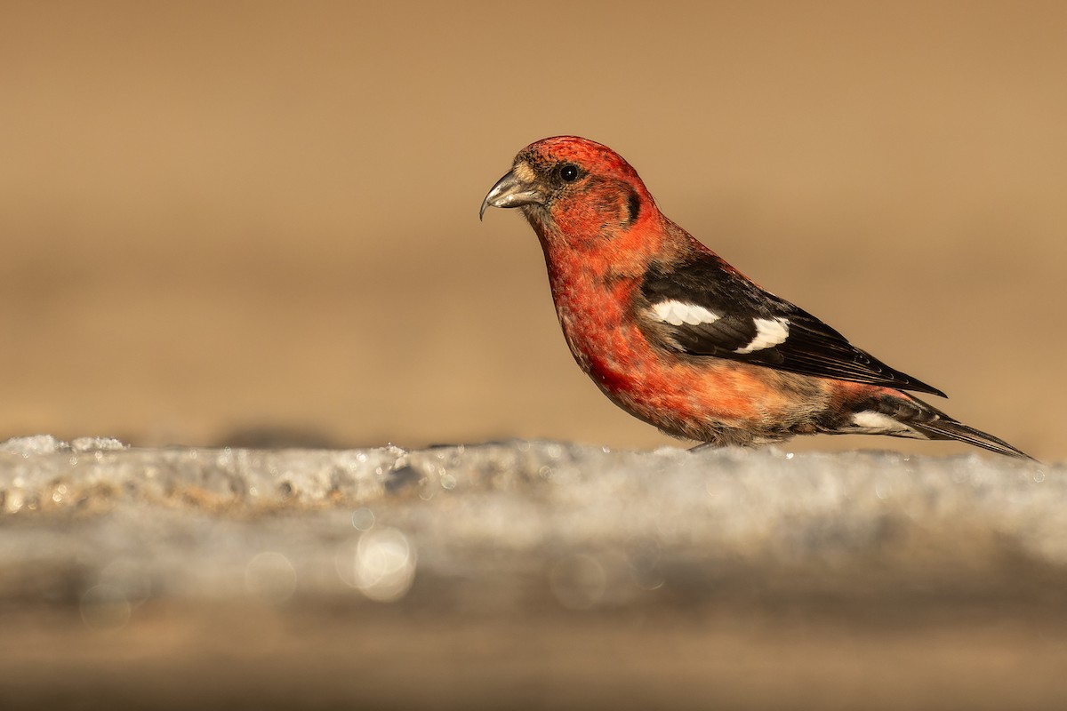 White-winged Crossbill - ML615822835