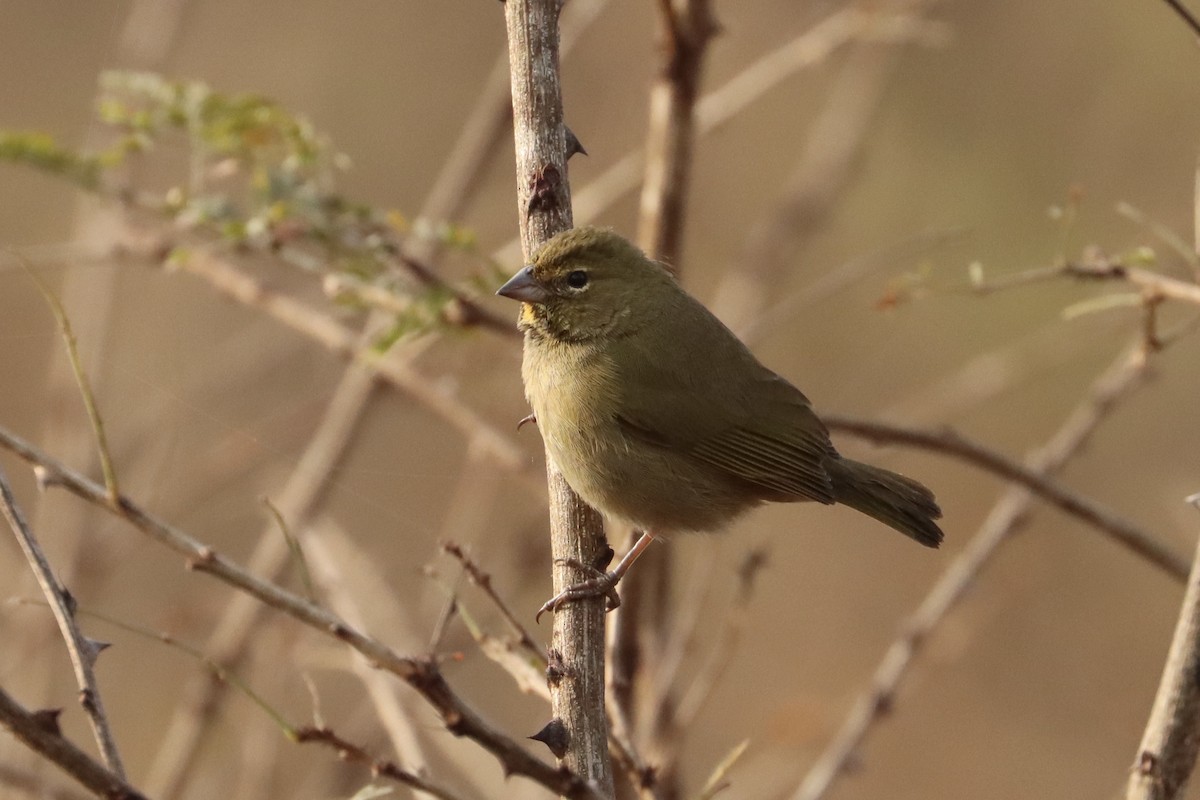 Yellow-faced Grassquit - ML615822836