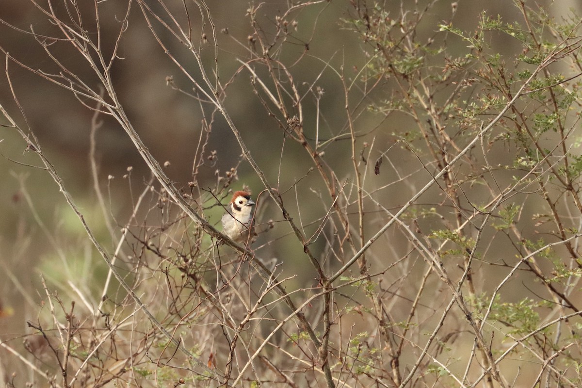 White-faced Ground-Sparrow - ML615822892