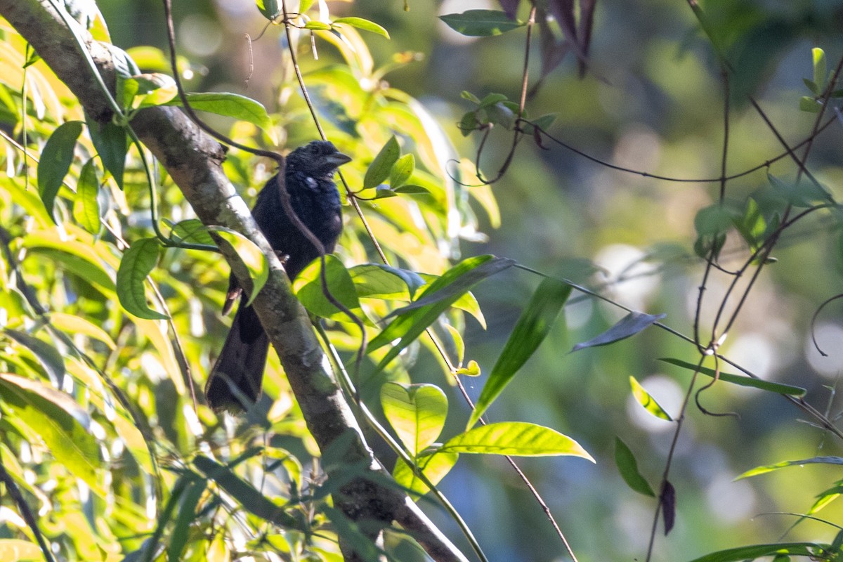 Ruby-crowned Tanager - ML615822898