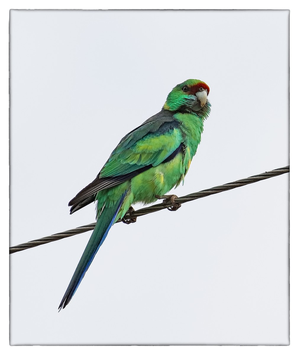 Воротничковый попугай (barnardi) - ML61582291