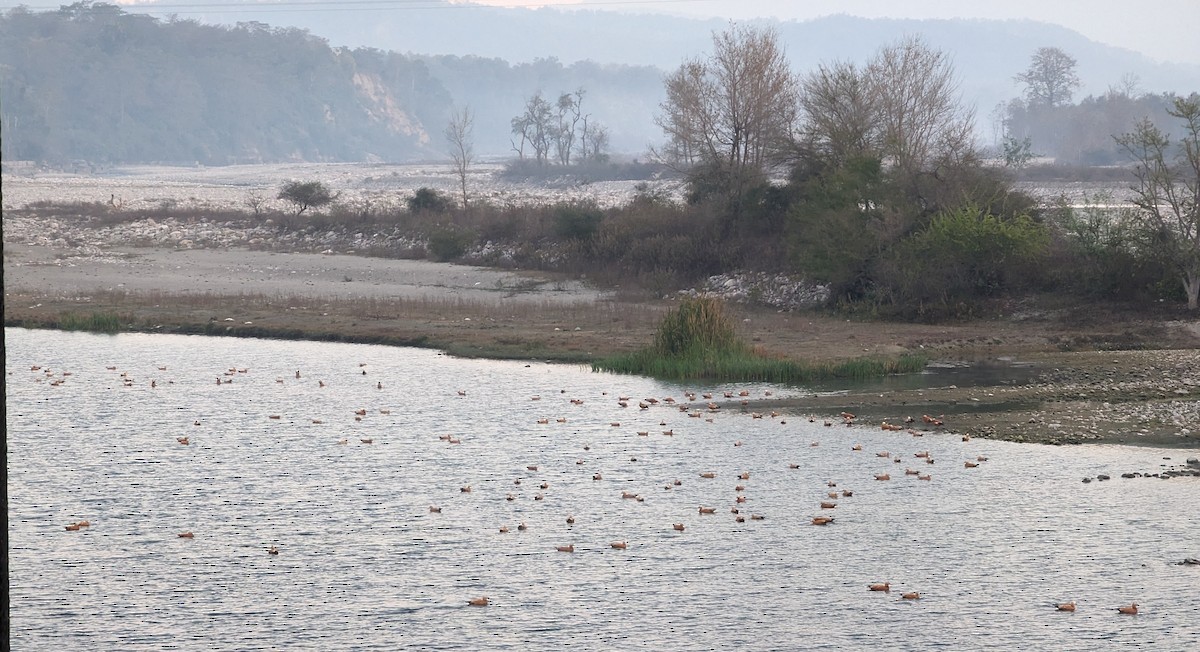 Ruddy Shelduck - ML615822933