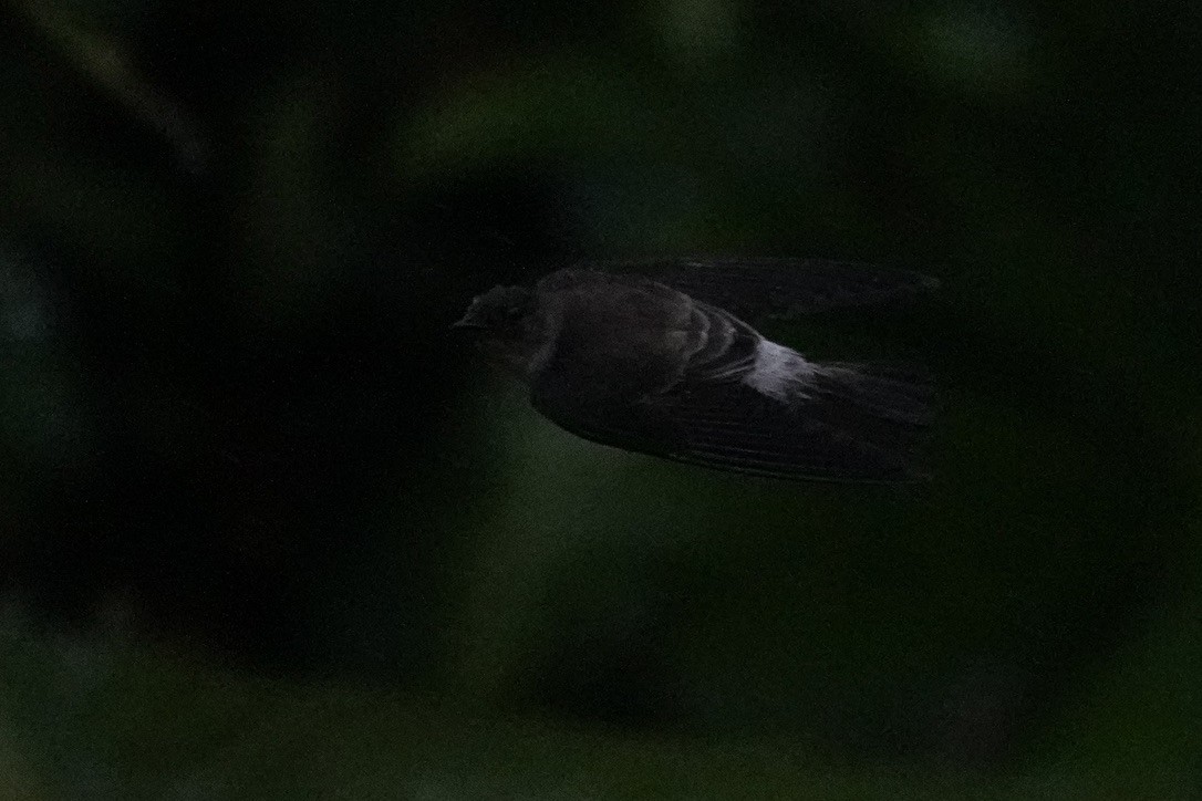 Southern Rough-winged Swallow - ML615822960