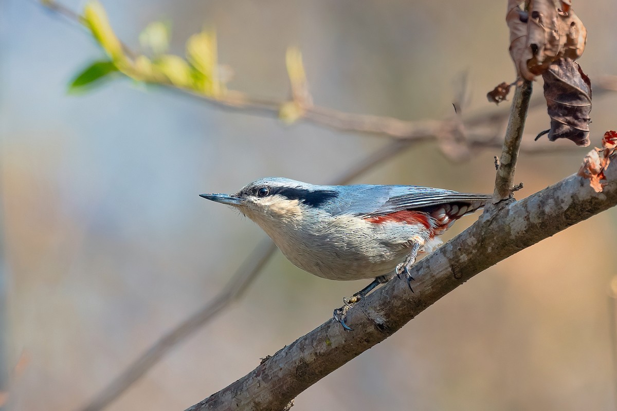 Chestnut-vented Nuthatch - ML615822984