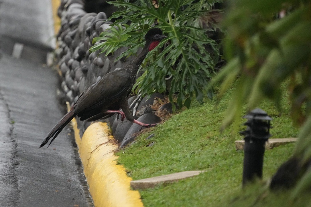 Crested Guan - ML615822986