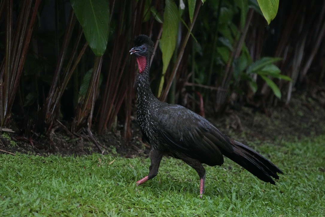 Crested Guan - ML615822993