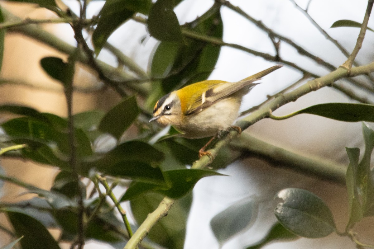 Common Firecrest - ML615823002