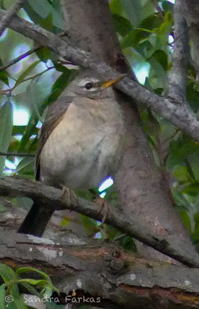 American Robin (San Lucas) - ML615823062