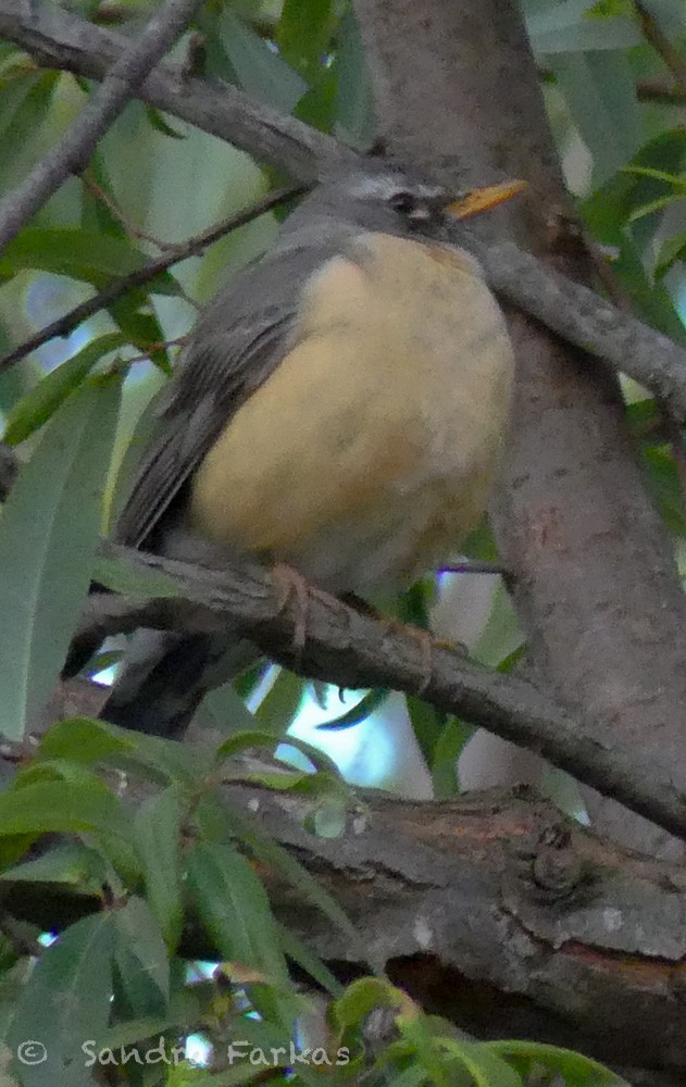 American Robin (San Lucas) - ML615823063