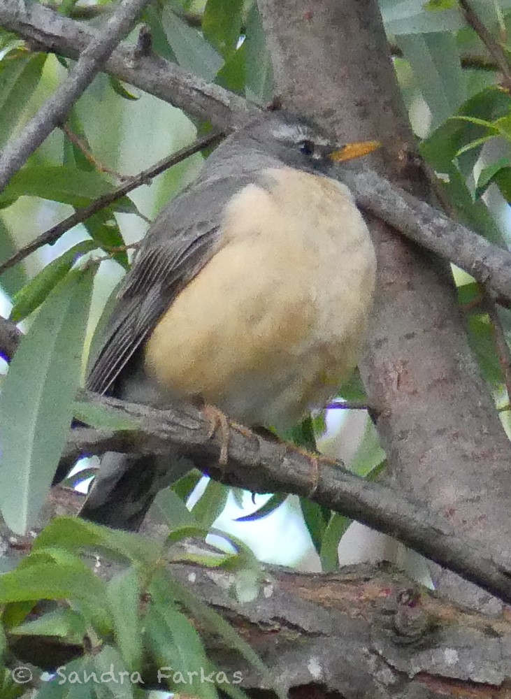 American Robin (San Lucas) - ML615823064