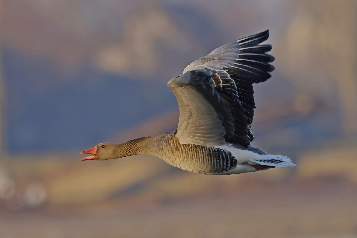 Graylag Goose - Marcin Sidelnik