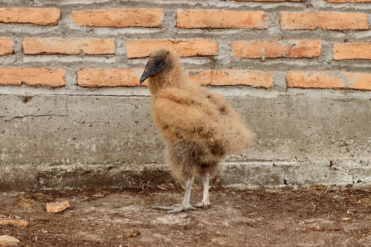 Black Vulture - ML615823144