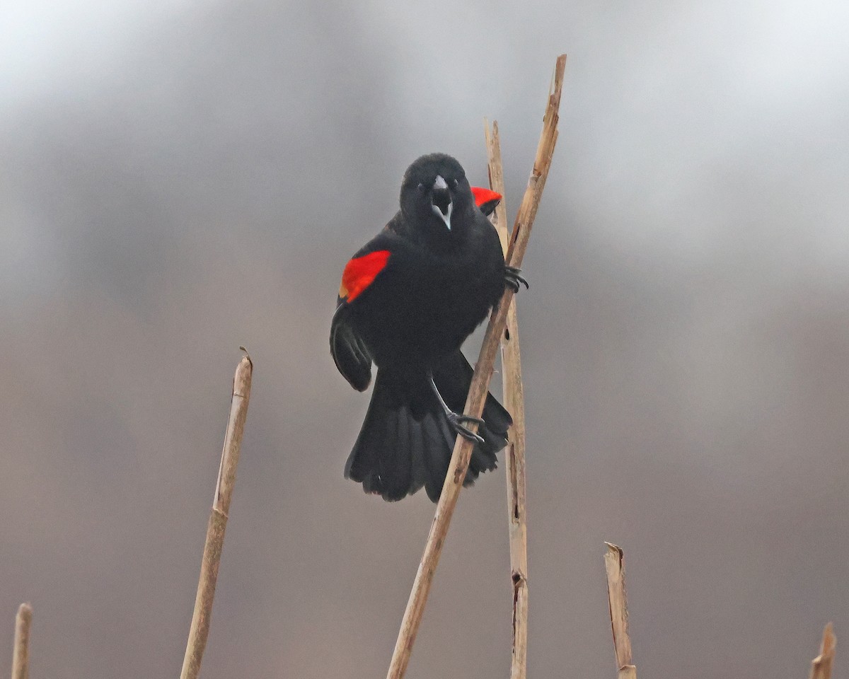 Red-winged Blackbird - ML615823211