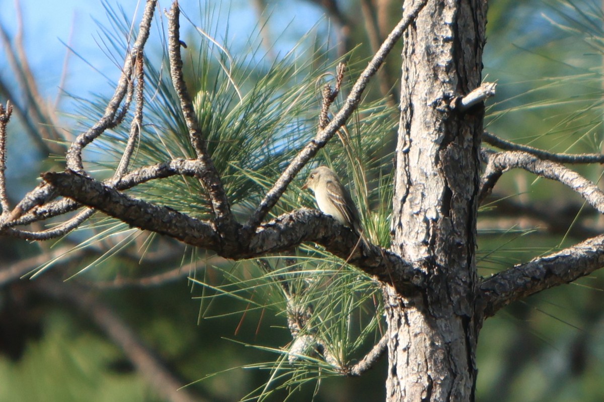 Cuban Pewee - Brad Benter