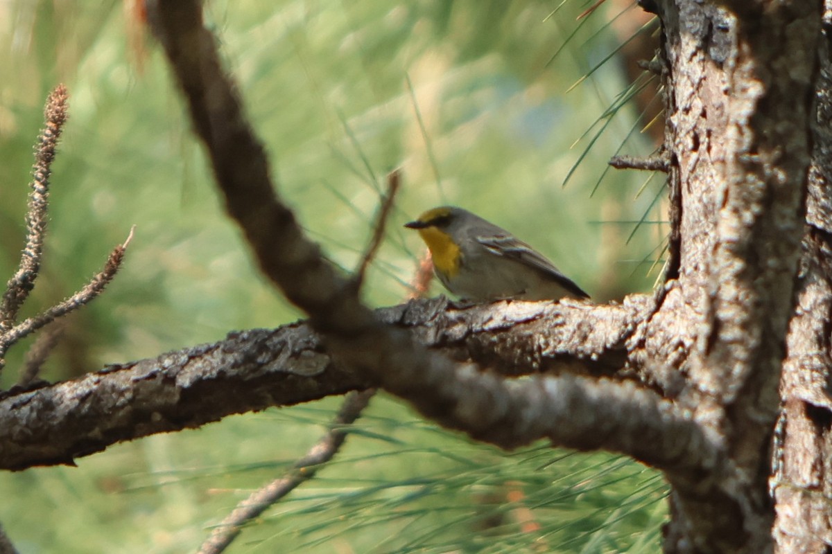 Olive-capped Warbler - Brad Benter