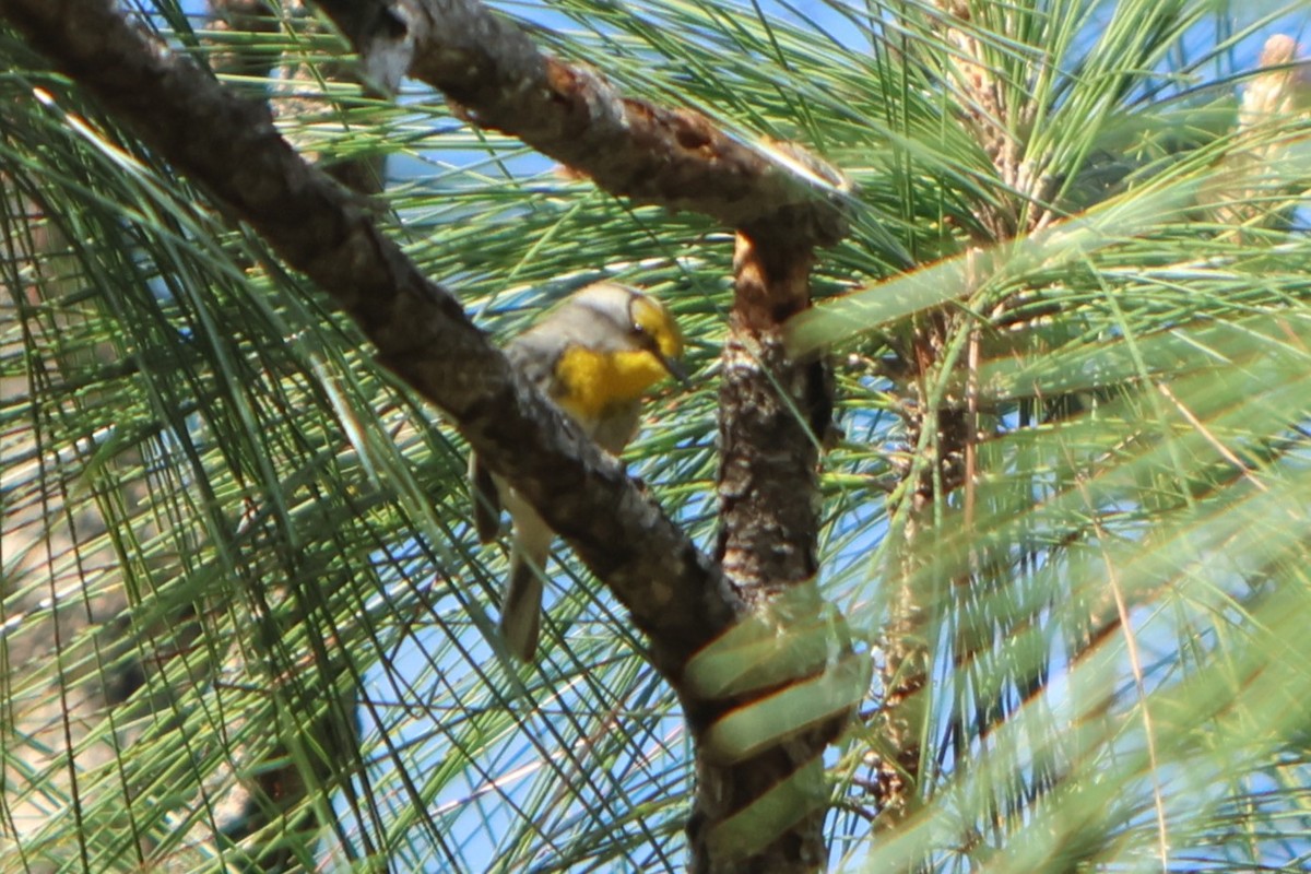 Olive-capped Warbler - ML615823277