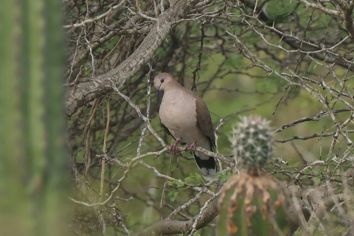 White-tipped Dove - ML615823355