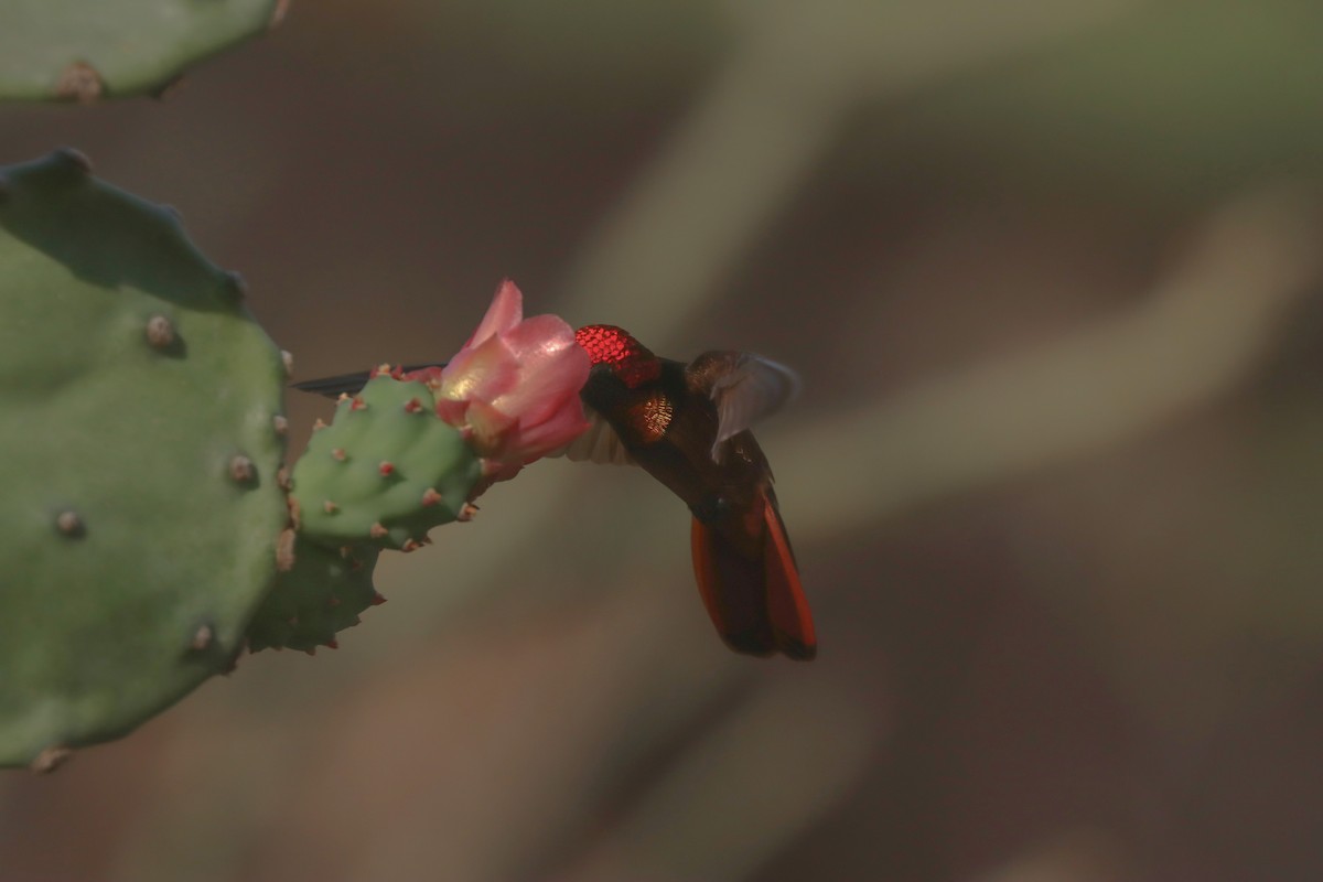 Colibri rubis-topaze - ML615823365