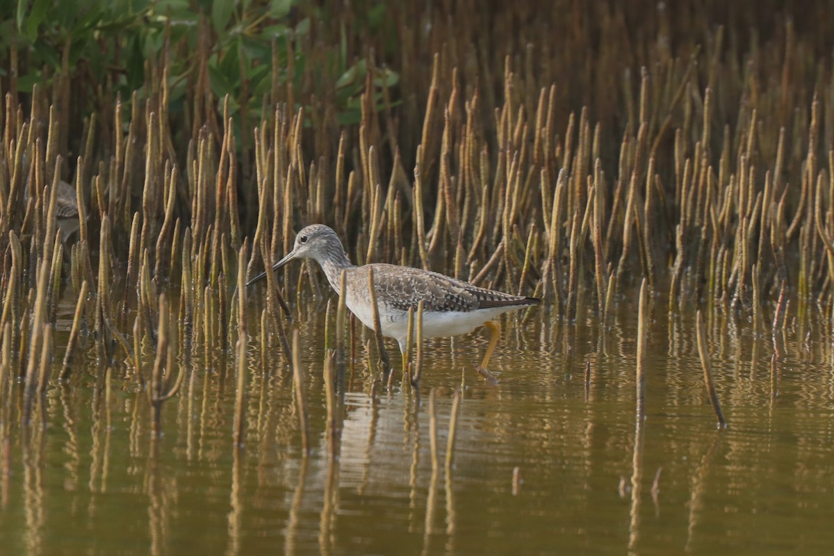 Greater Yellowlegs - ML615823369