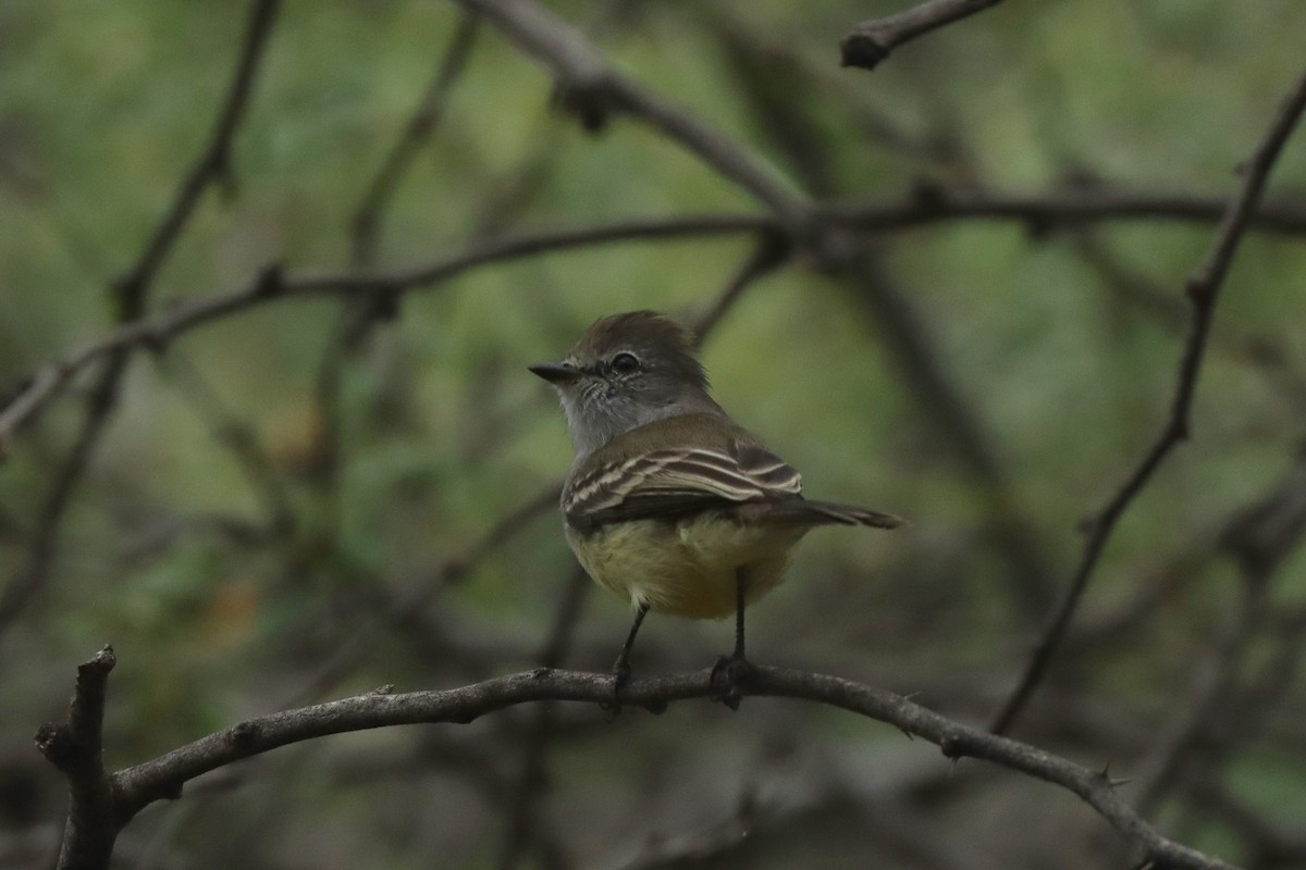 Northern Scrub-Flycatcher - ML615823377