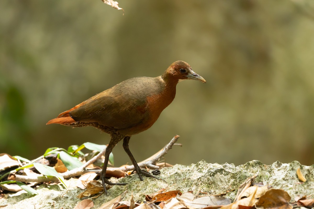ML615823384 - Tsingy Forest Rail - Macaulay Library