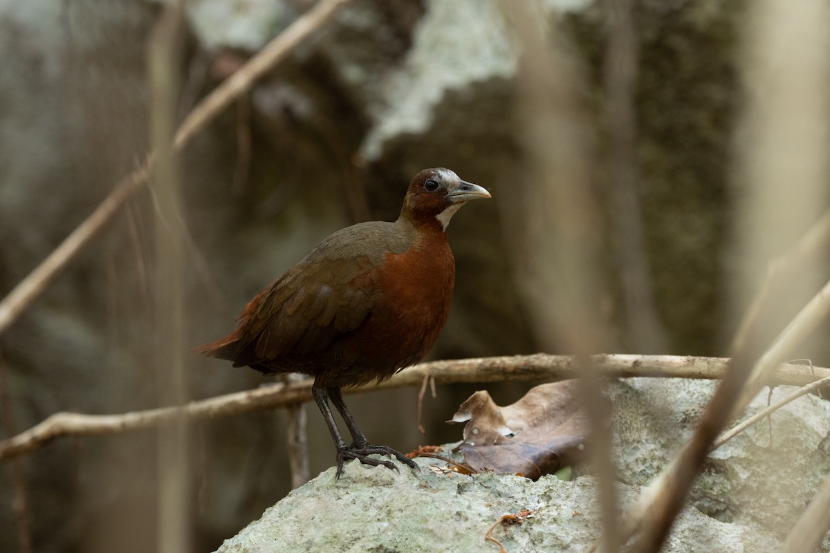 Tsingy Forest Rail - Max Baumgarten